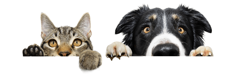 Cat and dog peeking over edge.