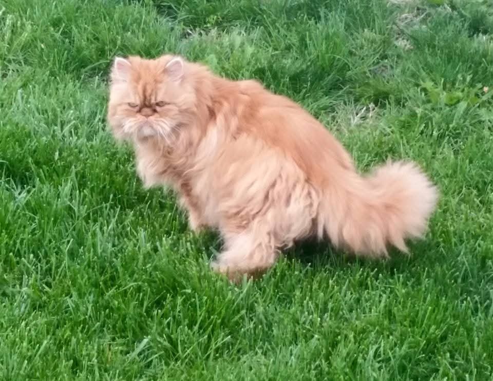 Fluffy orange cat standing on green grass outdoors.