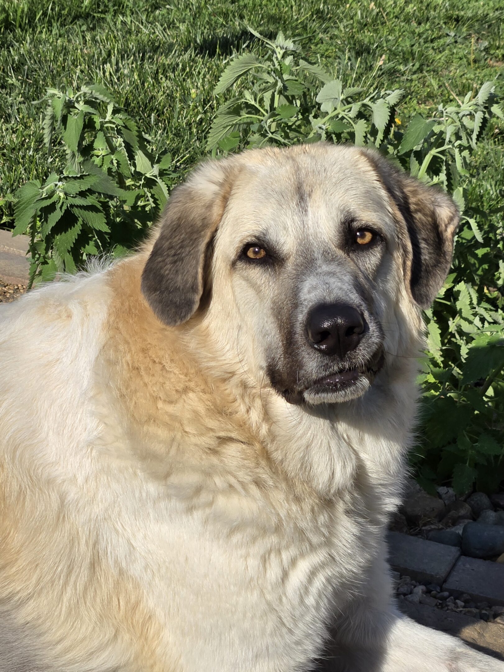 Close-up of a large, light-colored dog outdoors with green foliage in the background.