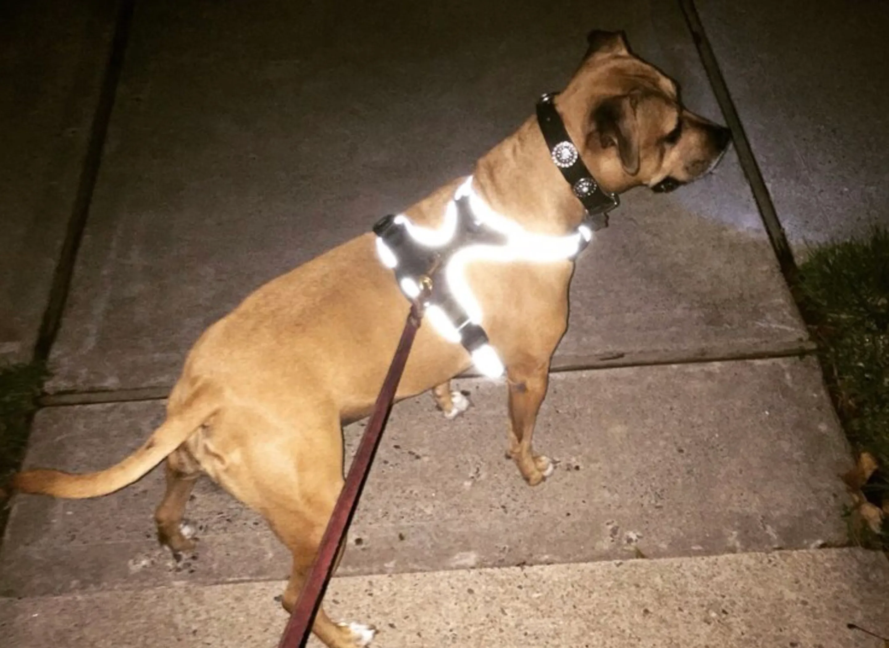Headlight Harness, Dog Harness with Built In LED Light - Image 2