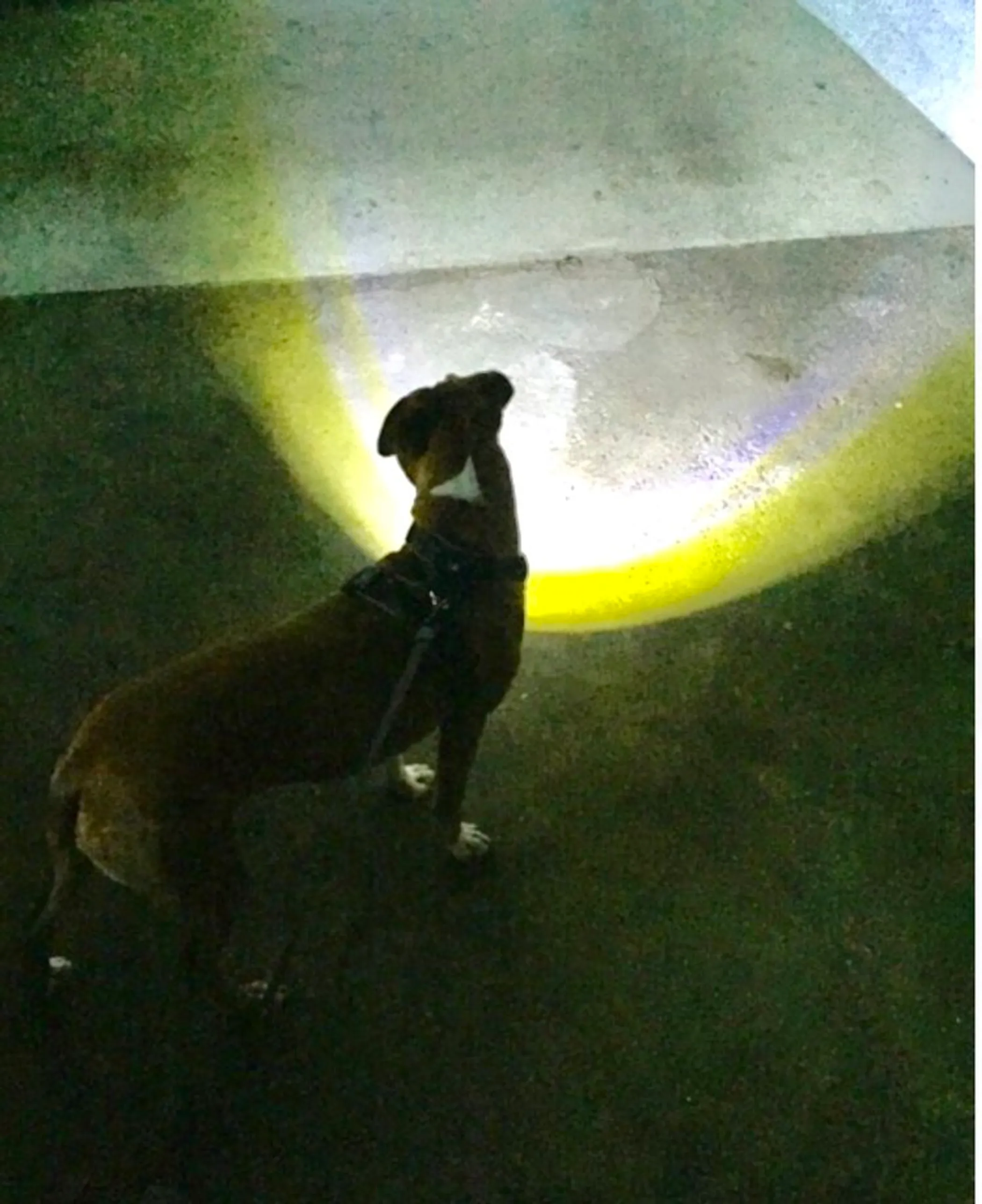 Headlight Harness, Dog Harness with Built In LED Light - Image 3
