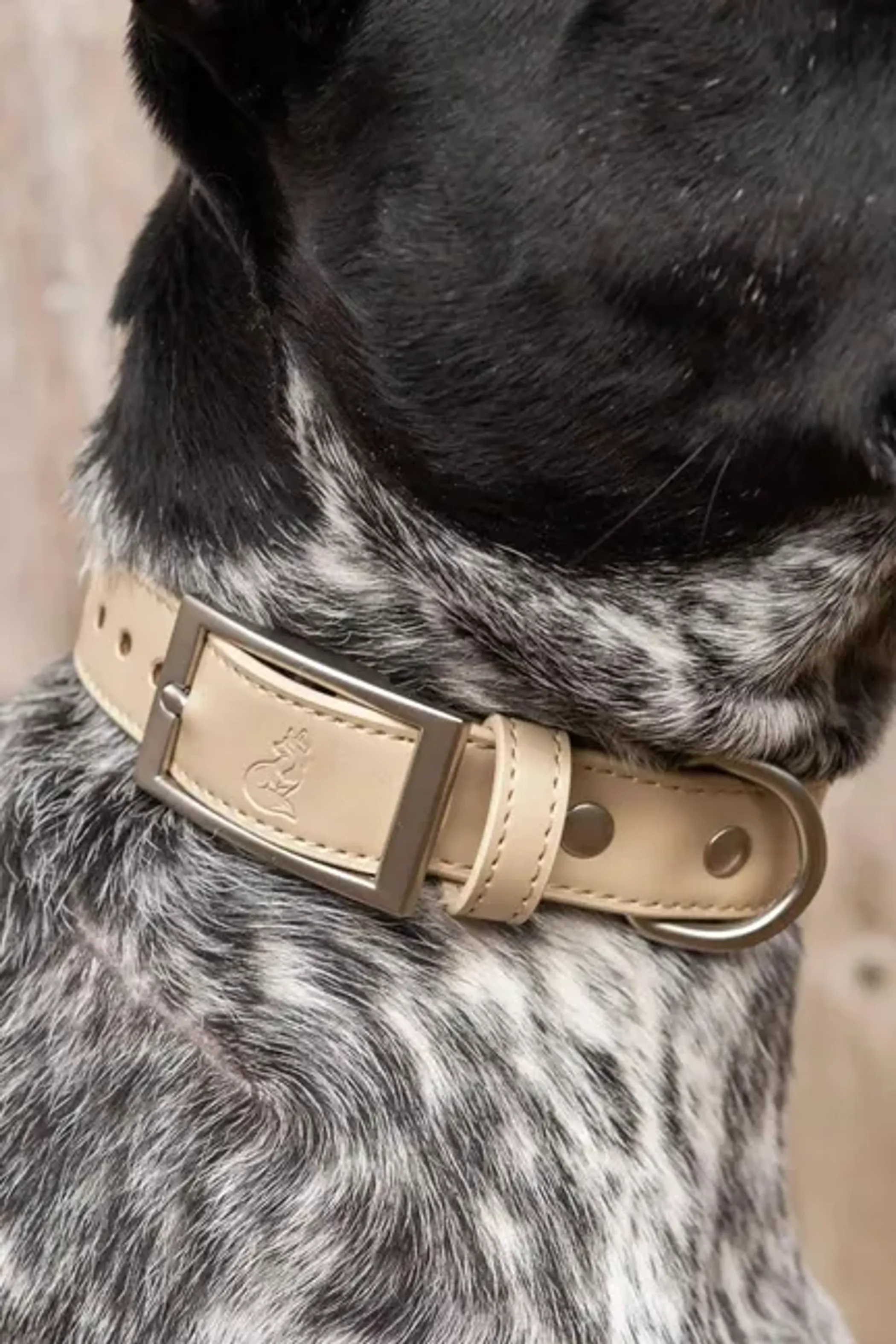 Champagne Fizz Vegan Leather Dog Collar - Image 5